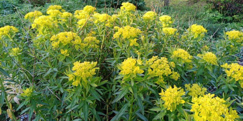 Euphorbia palustris 'Teichlaterne' Soo-piimalill